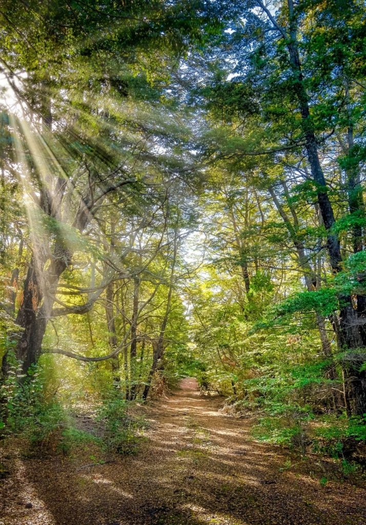 Photo of sunrays filtering in to a forest