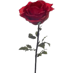 Photo of a single red rose